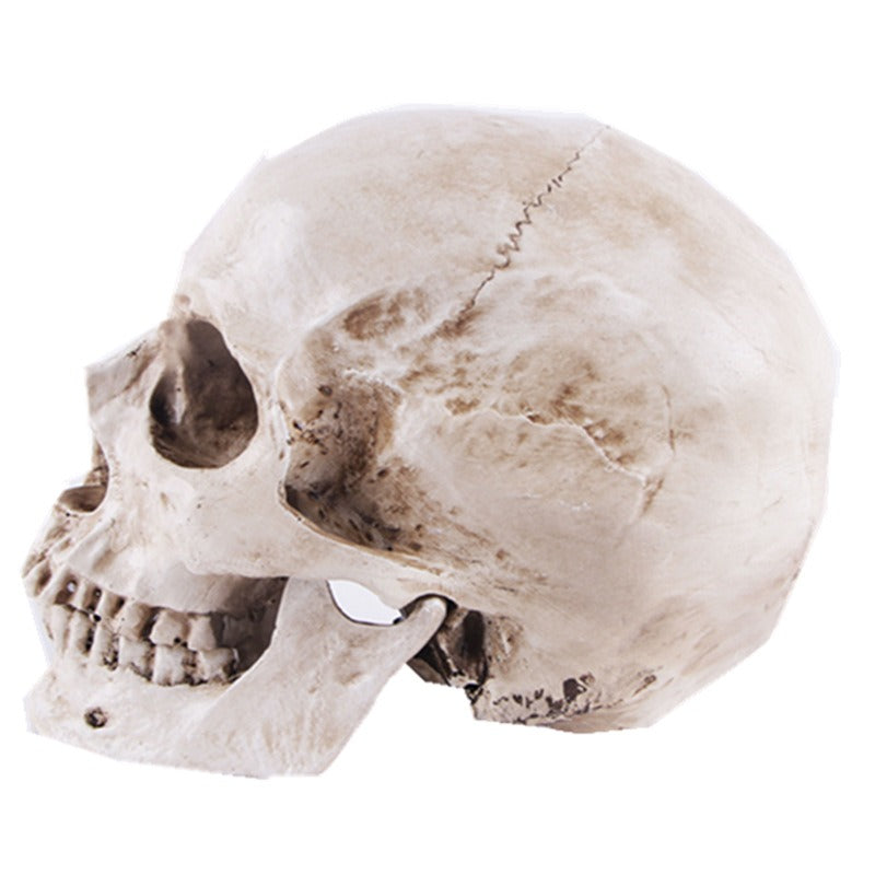 Resin Animal Skull Head Model for Anatomy Teaching and Education Supplies