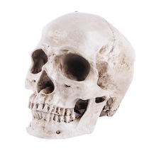 Resin Animal Skull Head Model for Anatomy Teaching and Education Supplies