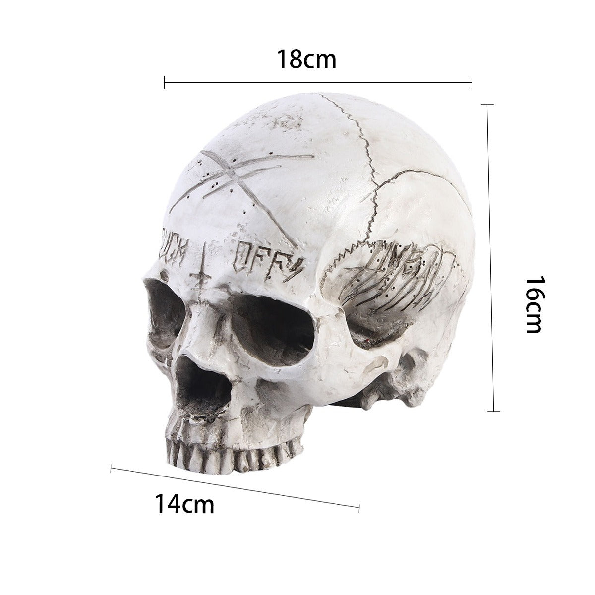 Resin Crafts Skull Head Model Teaching Supplies Skull Head