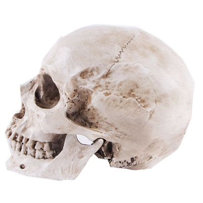 Resin Animal Skull Head Model for Anatomy Teaching and Education Supplies