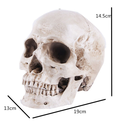 Resin Animal Skull Head Model for Anatomy Teaching and Education Supplies