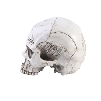 Resin Crafts Skull Head Model Teaching Supplies Skull Head